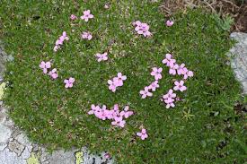 Attēlu rezultāti vaicājumam “Silene borysthenica bud”