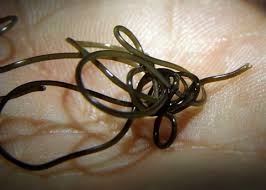 Attēlu rezultāti vaicājumam “Nematomorpha”