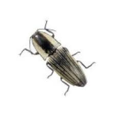 Attēlu rezultāti vaicājumam “Elateridae”