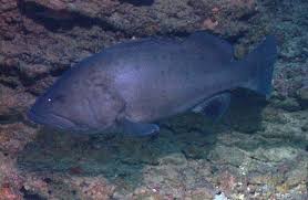Image result for Hyporthodus niveatus