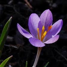 Attēlu rezultāti vaicājumam “Crocus vernus subsp. vernus”