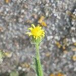 Attēlu rezultāti vaicājumam “Senecio viscosus fruit”