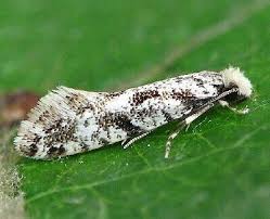 Attēlu rezultāti vaicājumam “Nematopogon sp.”