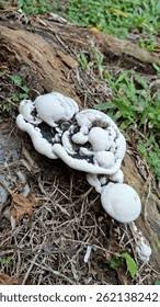 Attēlu rezultāti vaicājumam “Hydnellum sp.”