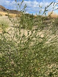 Attēlu rezultāti vaicājumam “Corispermum hyssopifolium”