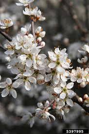 Attēlu rezultāti vaicājumam “Prunus spinosa”