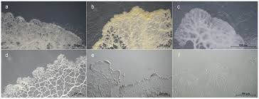 Attēlu rezultāti vaicājumam “Fuligo gyrosa plasmodium”