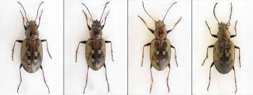 Attēlu rezultāti vaicājumam “Bembidion litorale”