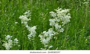 Attēlu rezultāti vaicājumam “Filipendula vulgaris flower”