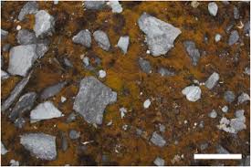 Attēlu rezultāti vaicājumam “Dianema nivale”