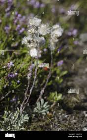 Attēlu rezultāti vaicājumam “Antennaria dioica male flower”