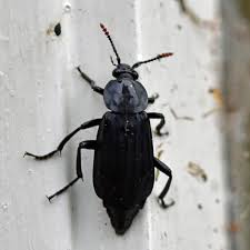 Attēlu rezultāti vaicājumam “Necrodes littoralis”