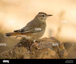 Image result for Cercotrichas galactotes