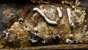 Attēlu rezultāti vaicājumam “Physarum melleum spores”