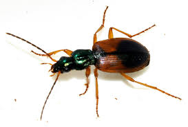 Attēlu rezultāti vaicājumam “Anchomenus dorsalis”