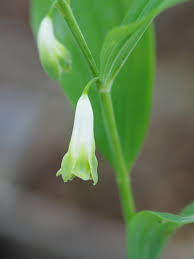 Attēlu rezultāti vaicājumam “Polygonatum odoratum bud”