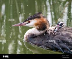 Attēlu rezultāti vaicājumam “Podiceps cristatus juvenile”