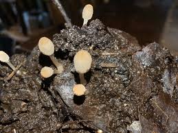 Attēlu rezultāti vaicājumam “Diderma subviridifuscum var. macrospora* spores”