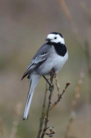 Image result for Motacilla alba