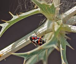 Attēlu rezultāti vaicājumam “Eurydema dominulus imago”