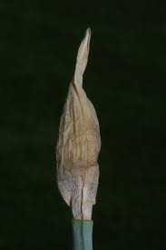 Attēlu rezultāti vaicājumam “Narcissus bud”