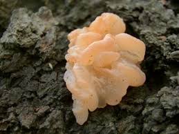 Attēlu rezultāti vaicājumam “Craterocolla cerasi”