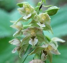 Attēlu rezultāti vaicājumam “Epipactis helleborine flower”