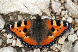 Image result for Small Tortoiseshell