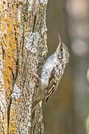 Attēlu rezultāti vaicājumam “Certhia familiaris adult”