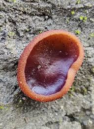 Attēlu rezultāti vaicājumam “Merismodes anomala”