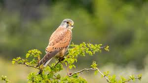 Attēlu rezultāti vaicājumam “Falco tinnunculus”