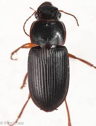 Attēlu rezultāti vaicājumam “Harpalus sp.”