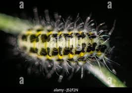 Attēlu rezultāti vaicājumam “Zygaena lonicerae larva”