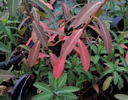 Attēlu rezultāti vaicājumam “Euphorbia palustris flower”