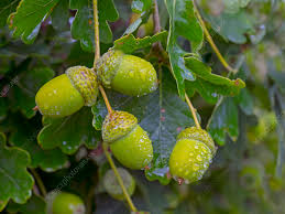 Attēlu rezultāti vaicājumam “Quercus robur fruit”