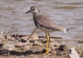 Image result for Vanellus leucurus