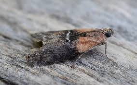 Attēlu rezultāti vaicājumam “Sciota adelphella”