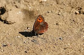 Attēlu rezultāti vaicājumam “Erebia aethiops underside”