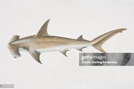 Image result for Sphyrna