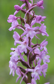 Attēlu rezultāti vaicājumam “Gymnadenia conopsea fruit”