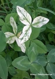 Attēlu rezultāti vaicājumam “Trifolium pratense leaf”