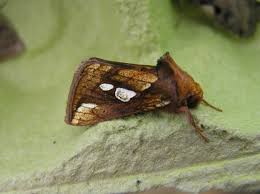 Attēlu rezultāti vaicājumam “Plusia festucae”