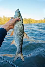 Image result for Aspius aspius