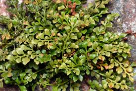 Attēlu rezultāti vaicājumam “Asplenium ruta-muraria”