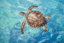 Image result for Chelonia mydas