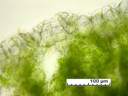 Attēlu rezultāti vaicājumam “Reboulia hemisphaerica”