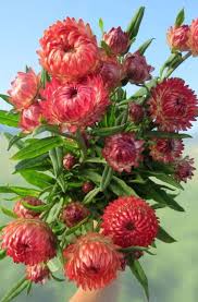 Image result for Helichrysum bracteatum