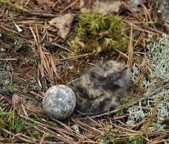 Attēlu rezultāti vaicājumam “Caprimulgus europaeus nest”