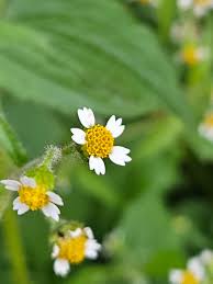 Attēlu rezultāti vaicājumam “Galinsoga quadriradiata”