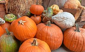 Image result for Kürbis